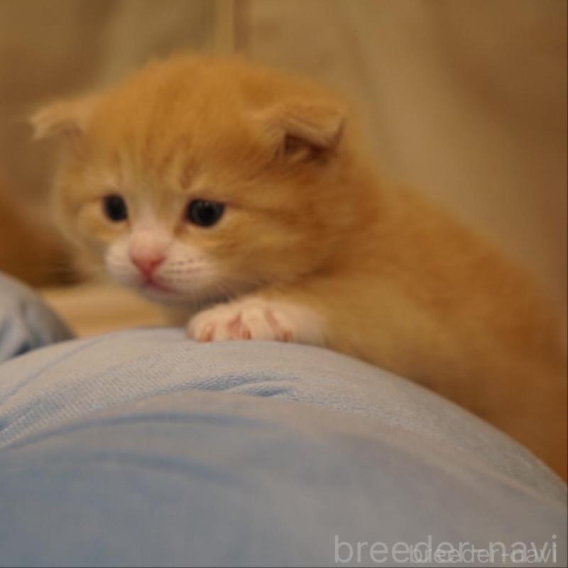 販売中の長野県のサイベリアン-139979の7枚目