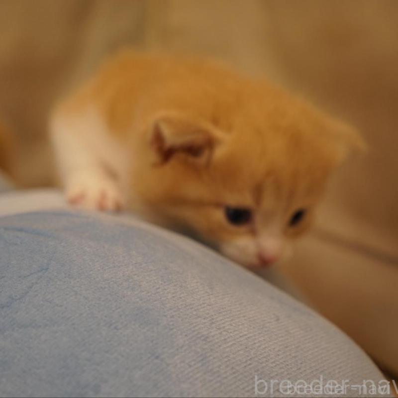 販売中の長野県のサイベリアン-139979の6枚目