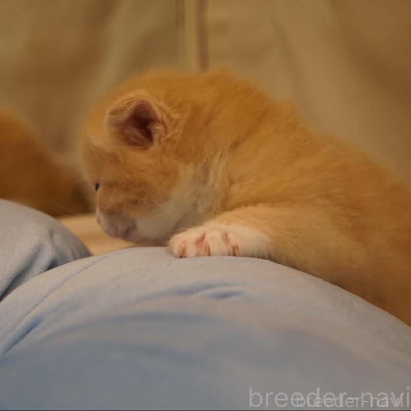 販売中の長野県のサイベリアン-139979の5枚目