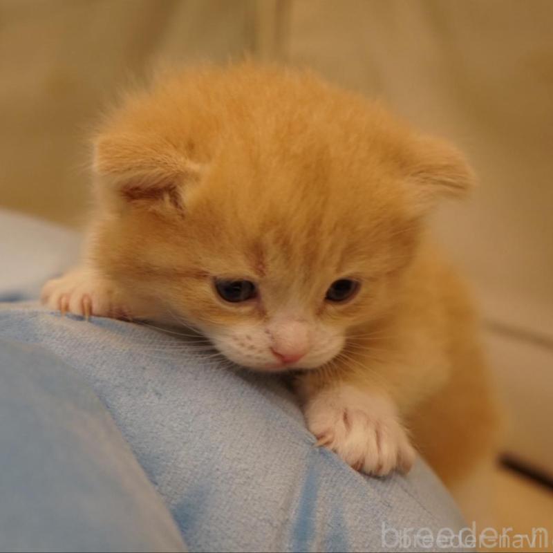 販売中の長野県のサイベリアン-139979の4枚目