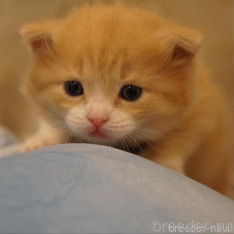 販売中の長野県のサイベリアン-139979