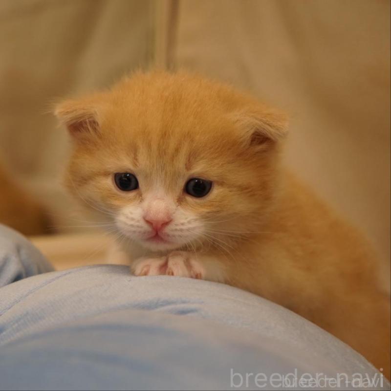 販売中の長野県のサイベリアン-139979の3枚目