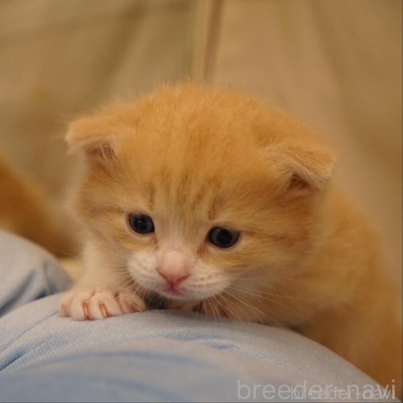 販売中の長野県のサイベリアン-139979の2枚目