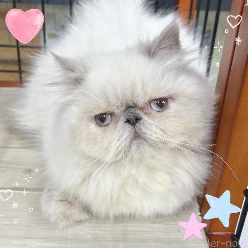 販売中の東京都のヒマラヤン-126389