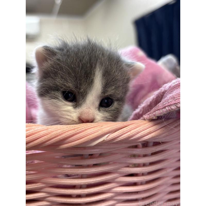 販売中の千葉県のブリティッシュショートヘア-139984の3枚目