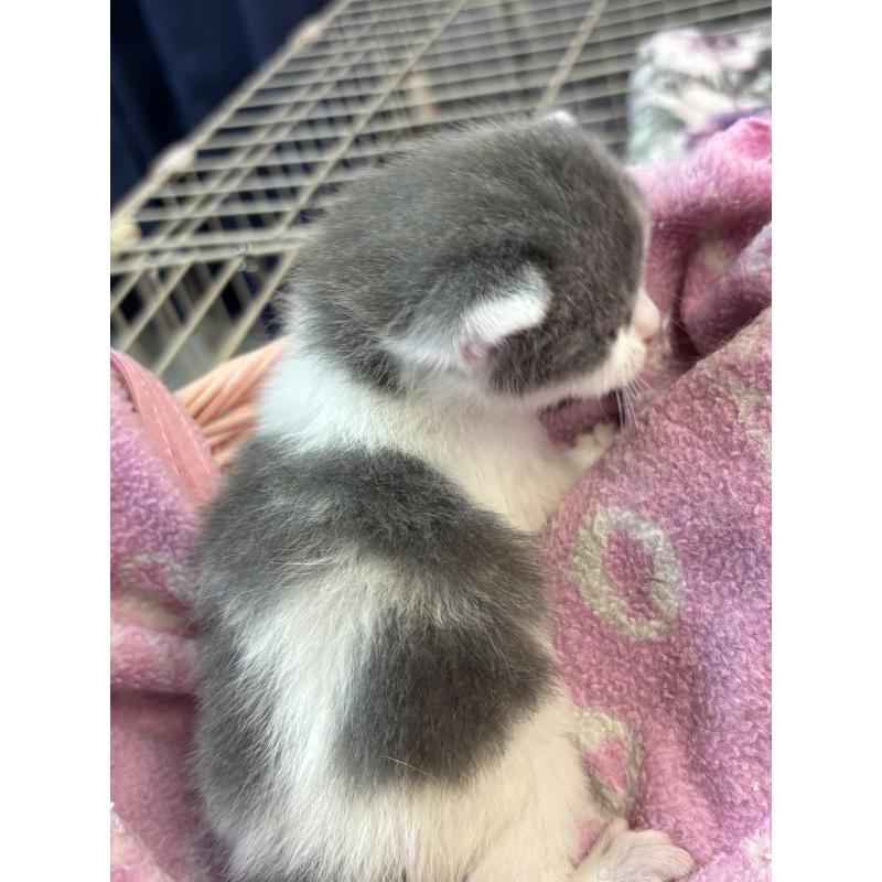 販売中の千葉県のブリティッシュショートヘア-139984の2枚目