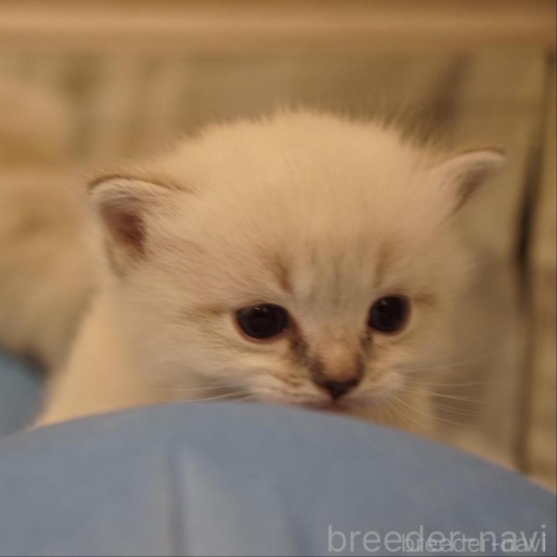 販売中の長野県のサイベリアン-139981の8枚目