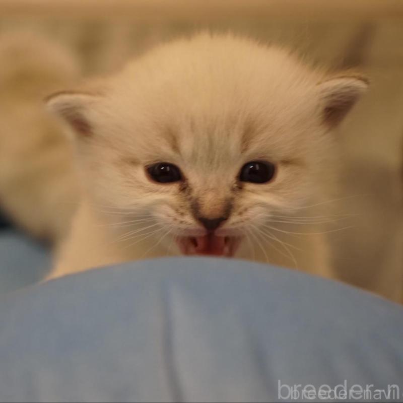 販売中の長野県のサイベリアン-139981の7枚目