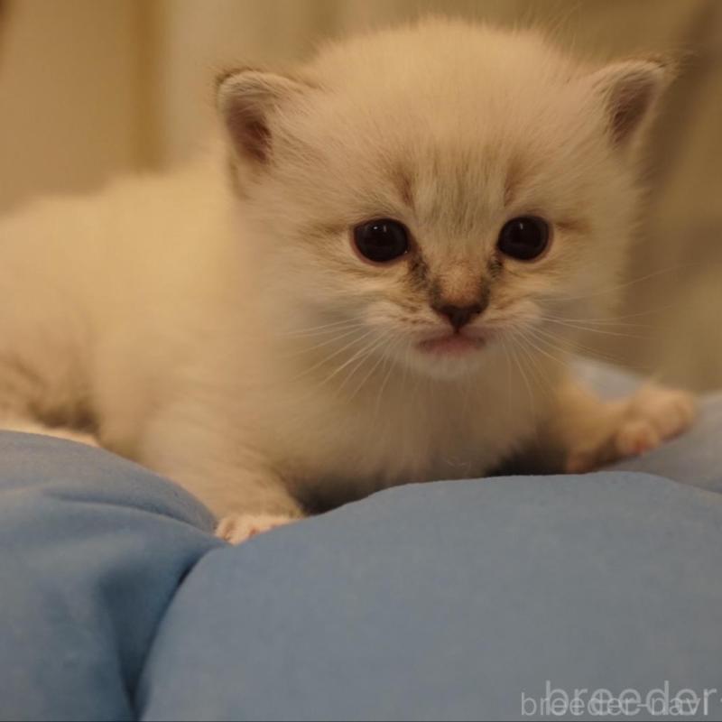 販売中の長野県のサイベリアン-139981の6枚目