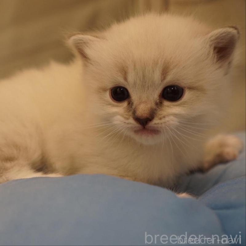 販売中の長野県のサイベリアン-139981の5枚目