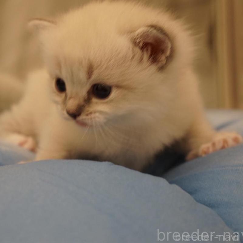 販売中の長野県のサイベリアン-139981の4枚目