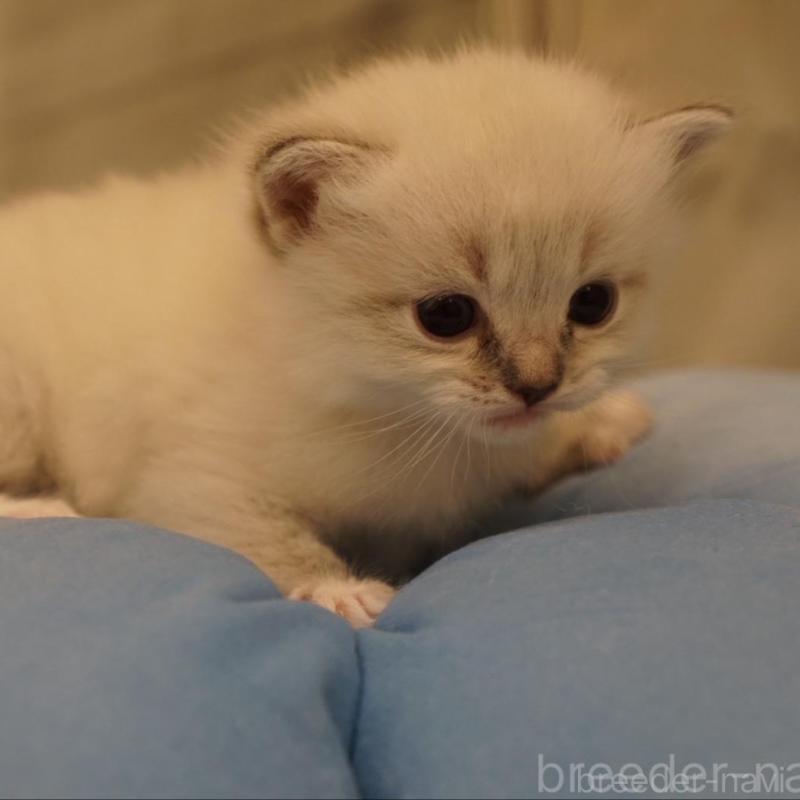 販売中の長野県のサイベリアン-139981の3枚目