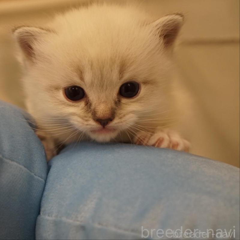 販売中の長野県のサイベリアン-139981の2枚目