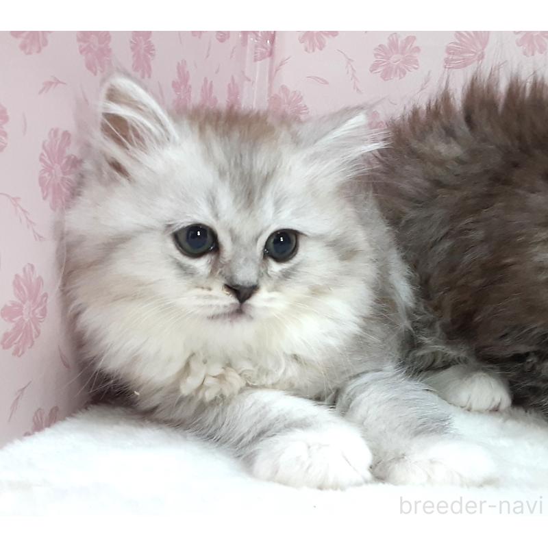 販売中の岐阜県のミックス-139987の5枚目