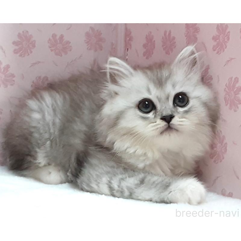 販売中の岐阜県のミックス-139987の4枚目