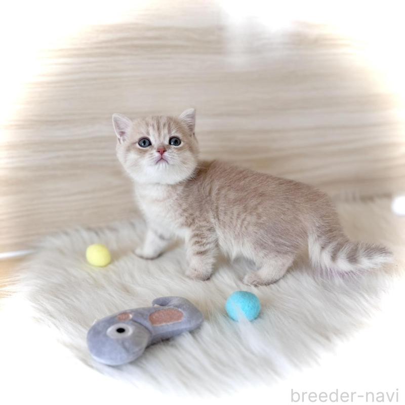 販売中の三重県のブリティッシュショートヘア-139985の1枚目