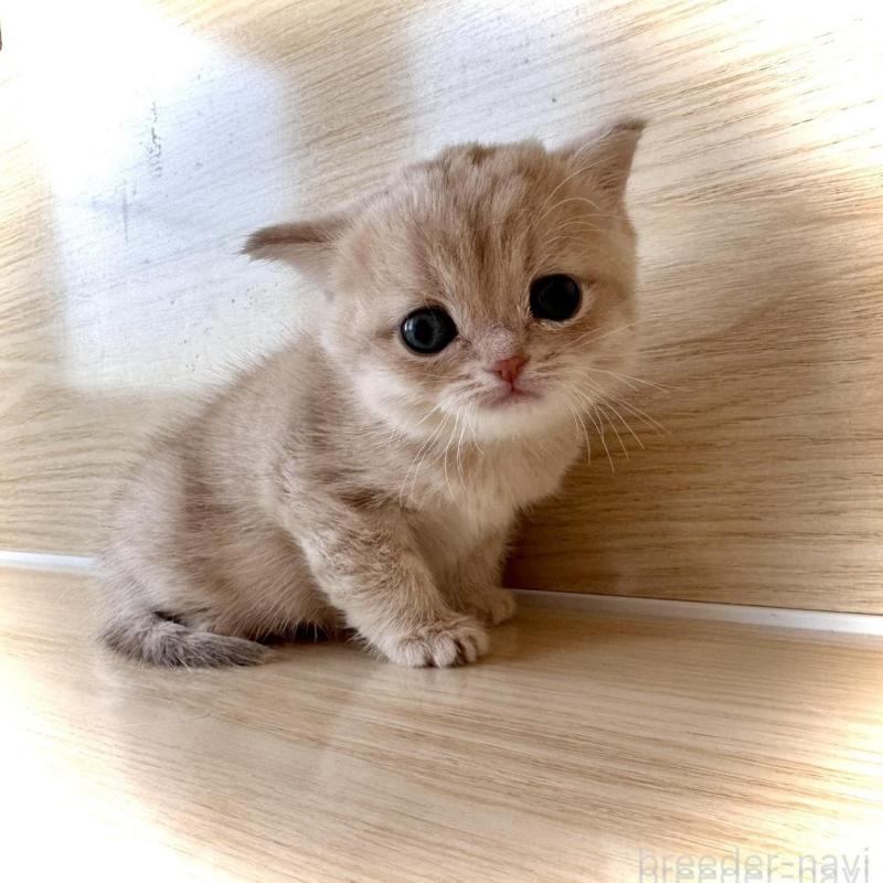 販売中の三重県のブリティッシュショートヘア-139985の4枚目