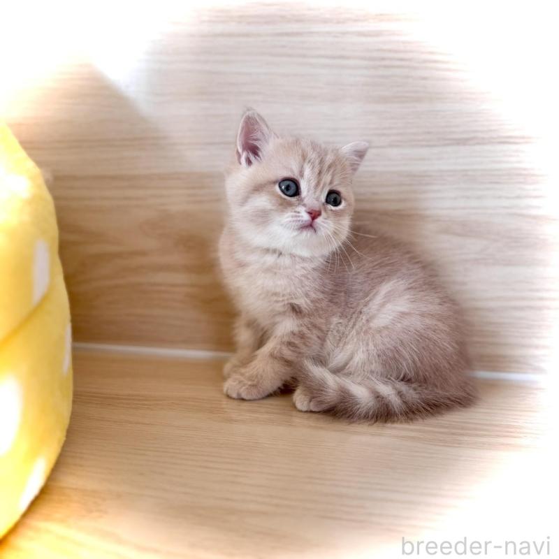 販売中の三重県のブリティッシュショートヘア-139985の3枚目