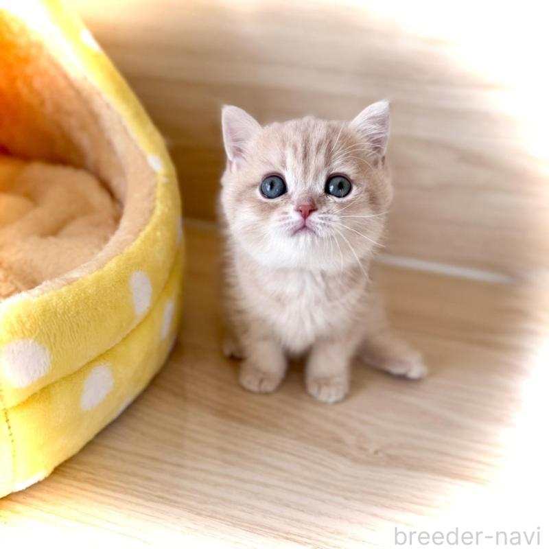 販売中の三重県のブリティッシュショートヘア-139985の2枚目