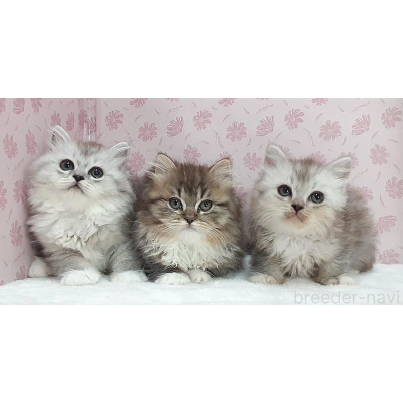 販売中の岐阜県のミックス-139987の3枚目