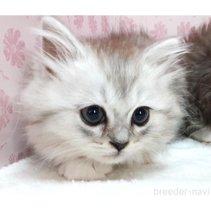 販売中の岐阜県のミックス-139987の2枚目