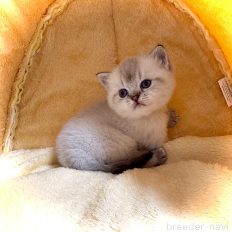 販売中の三重県のブリティッシュショートヘア-139988の1枚目