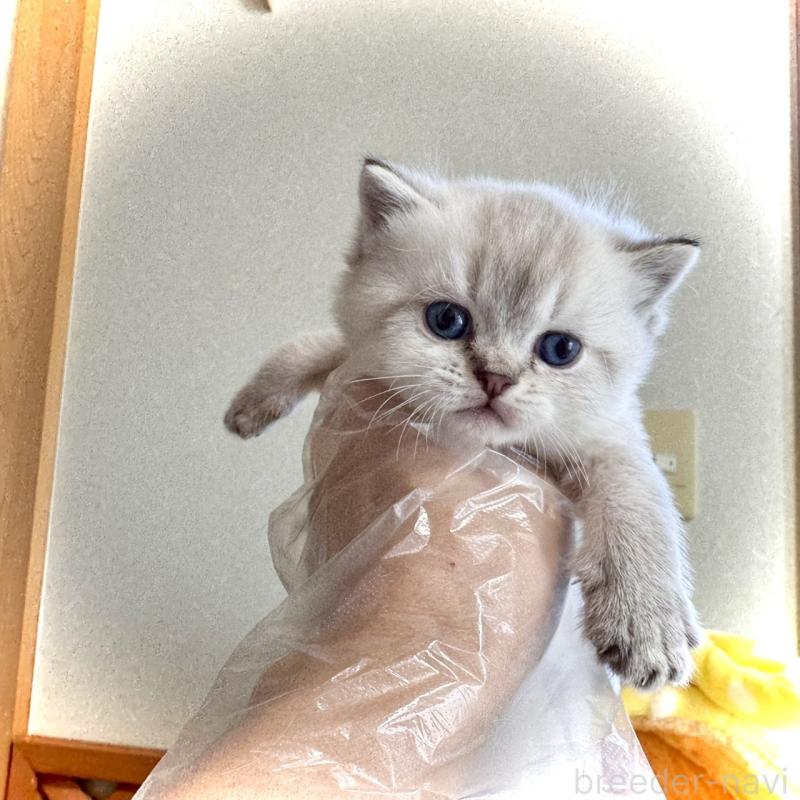 販売中の三重県のブリティッシュショートヘア-139988の4枚目