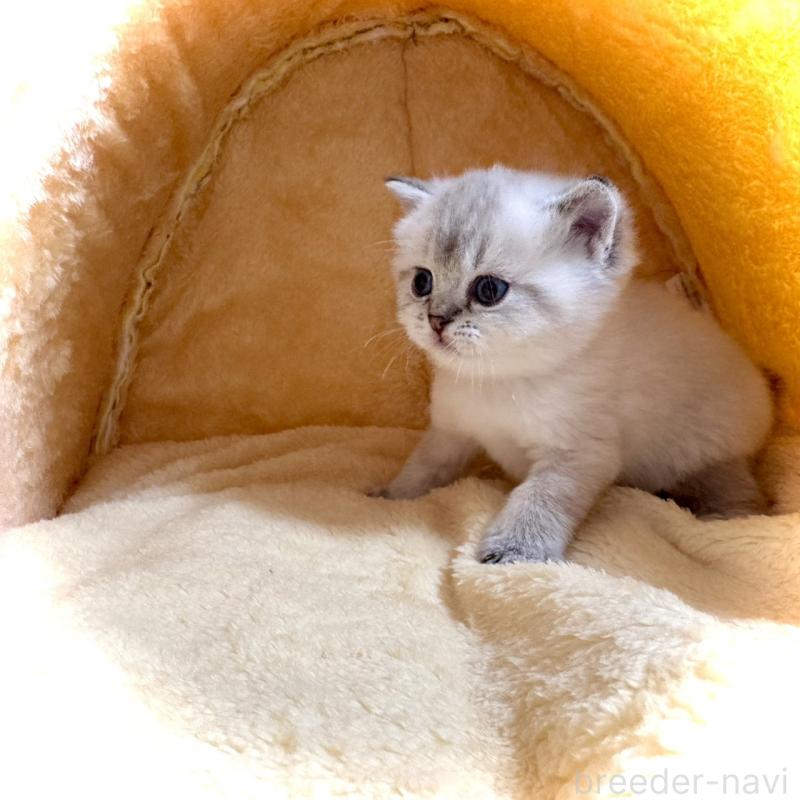 販売中の三重県のブリティッシュショートヘア-139988の5枚目