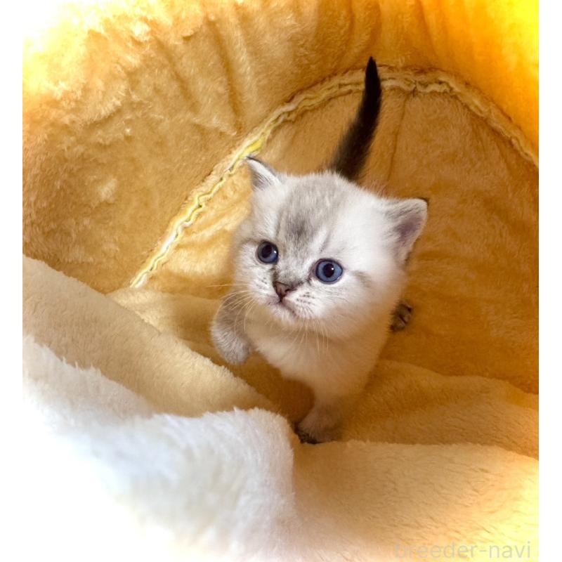 販売中の三重県のブリティッシュショートヘア-139988の2枚目