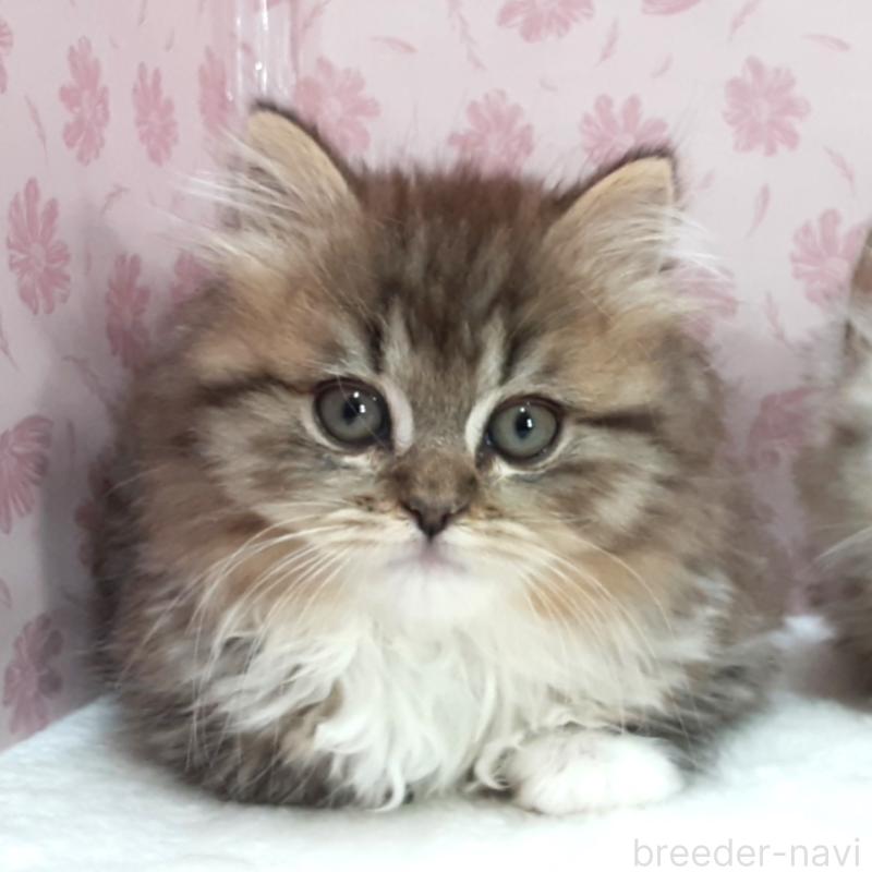 販売中の岐阜県のミックス-139990の1枚目