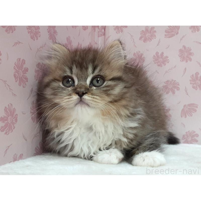 販売中の岐阜県のミックス-139990の4枚目