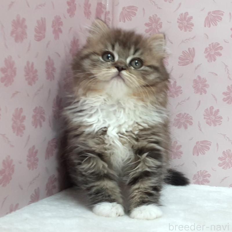 販売中の岐阜県のミックス-139990の3枚目