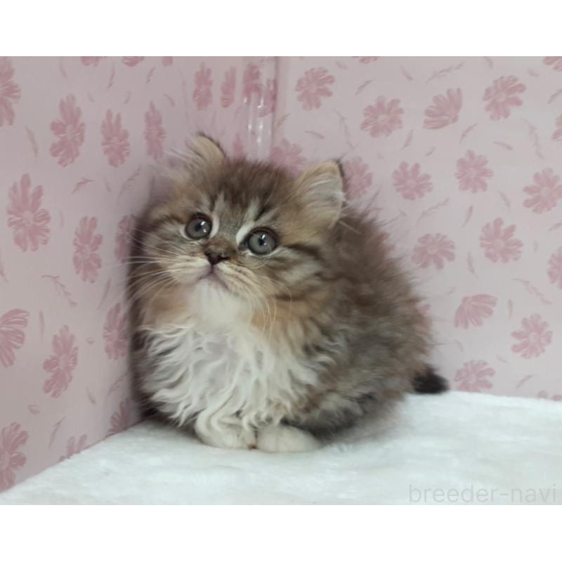 販売中の岐阜県のミックス-139990の2枚目