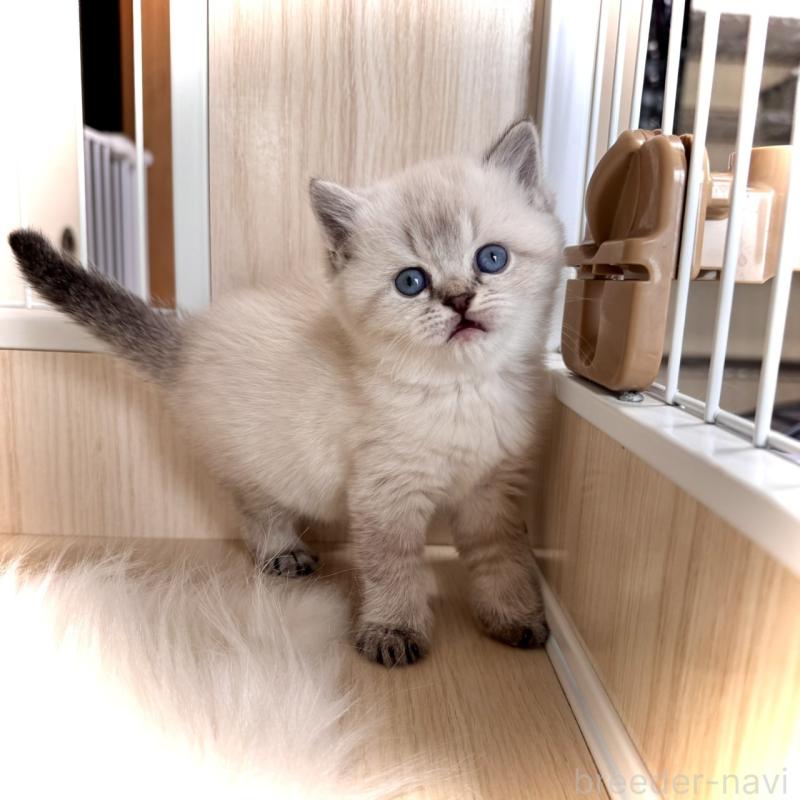 販売中の三重県のブリティッシュショートヘア-139991の4枚目