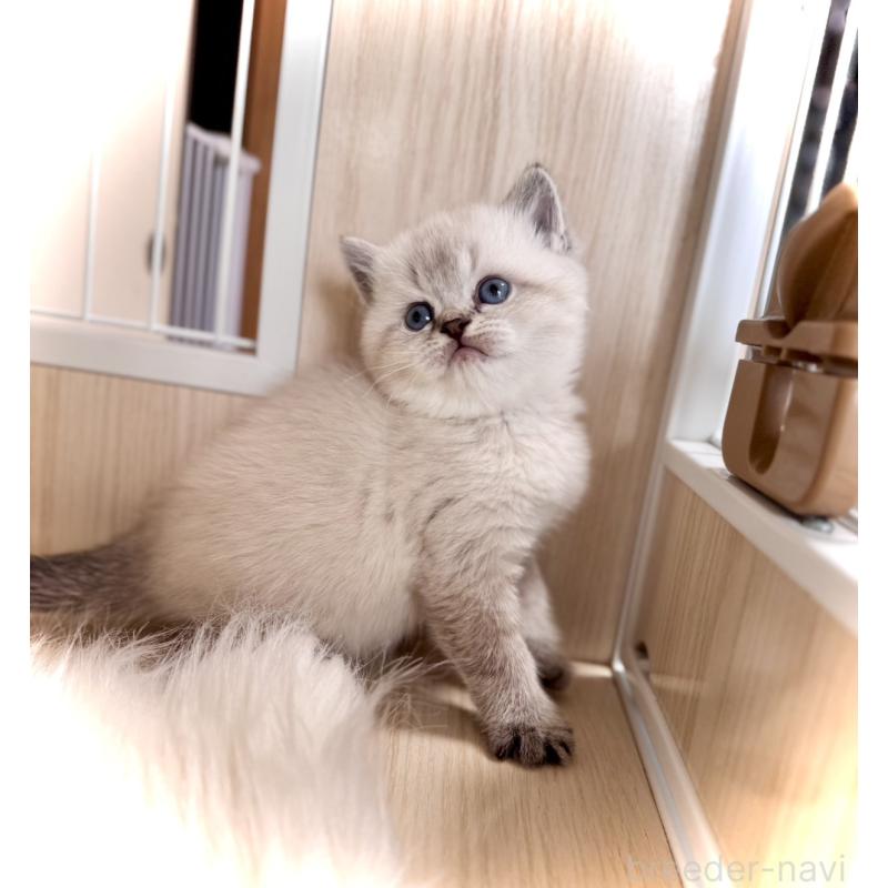 販売中の三重県のブリティッシュショートヘア-139991の3枚目