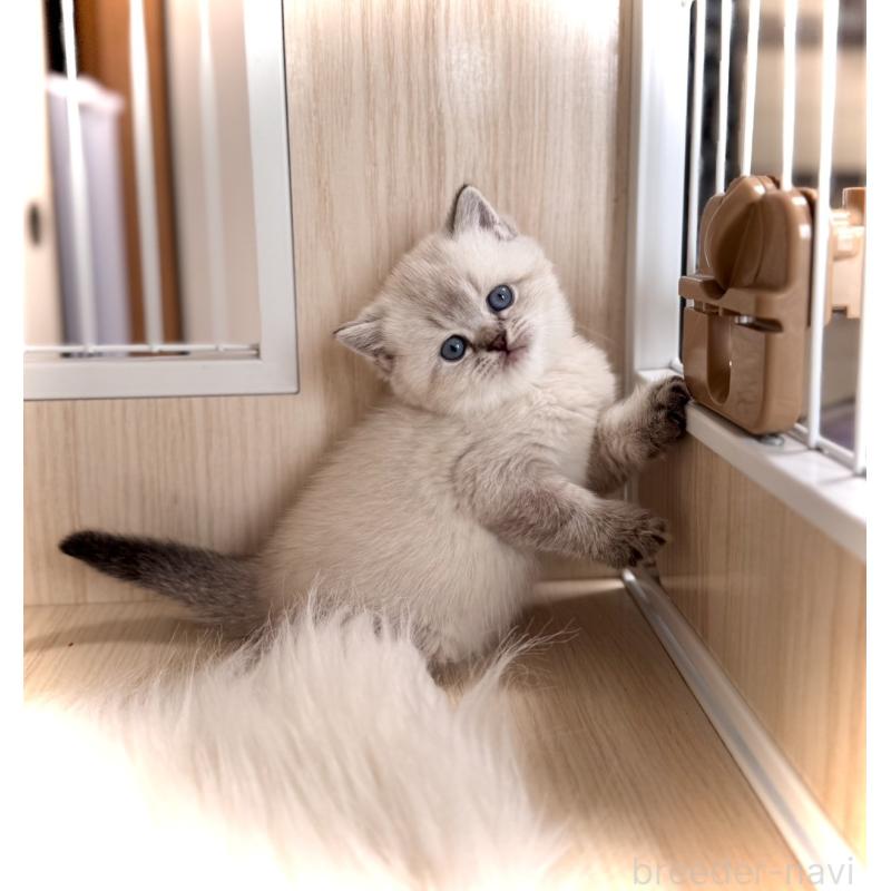 販売中の三重県のブリティッシュショートヘア-139991の2枚目