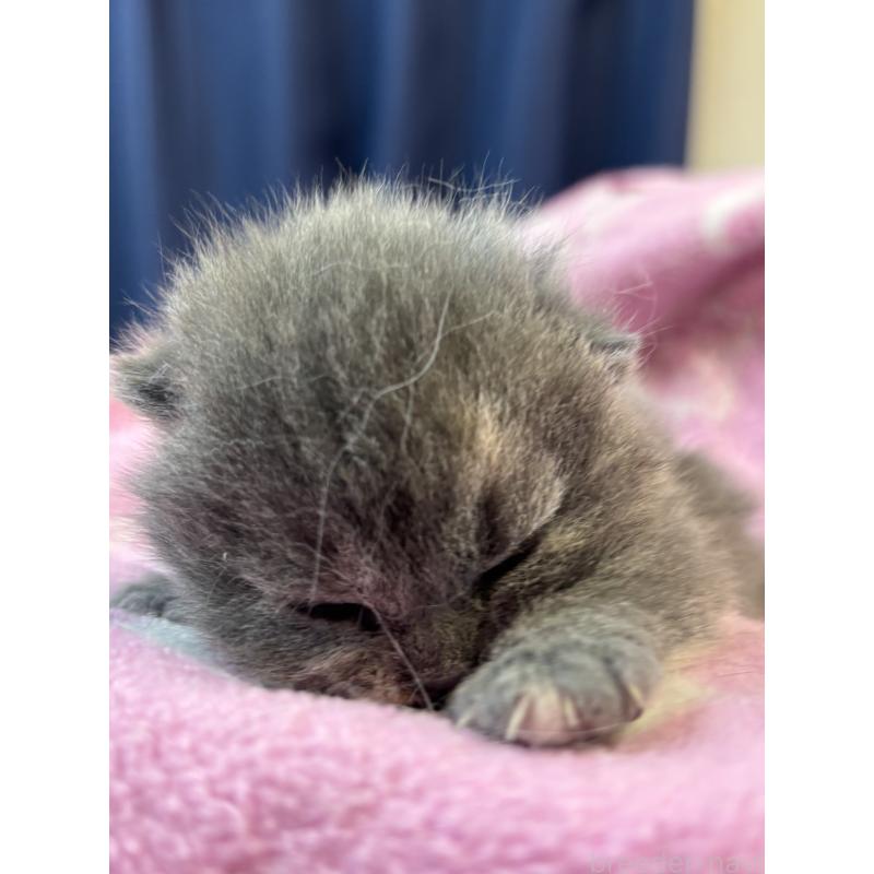 販売中の千葉県のブリティッシュショートヘア-139996の3枚目