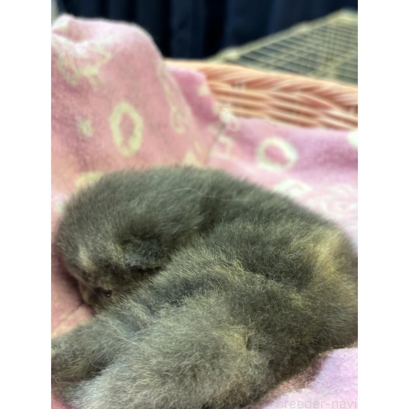 販売中の千葉県のブリティッシュショートヘア-139996の2枚目