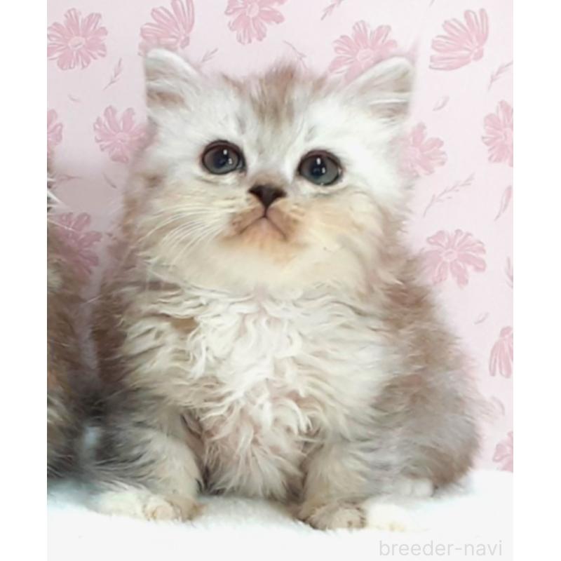 販売中の岐阜県のミックス-139994の5枚目