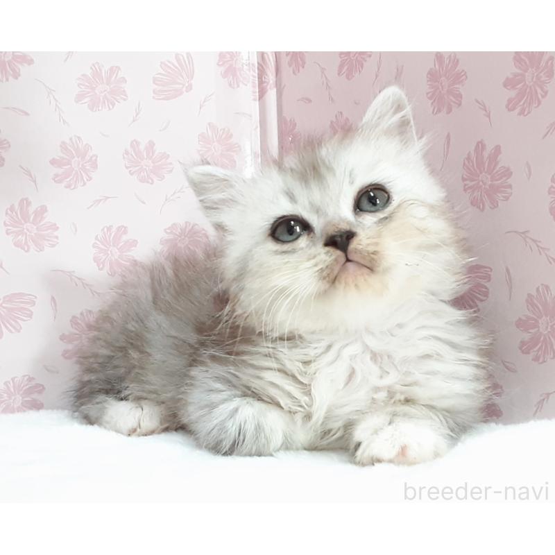 販売中の岐阜県のミックス-139994の4枚目