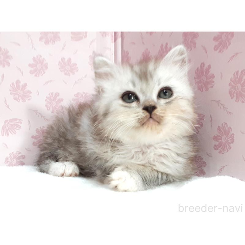 販売中の岐阜県のミックス-139994の3枚目