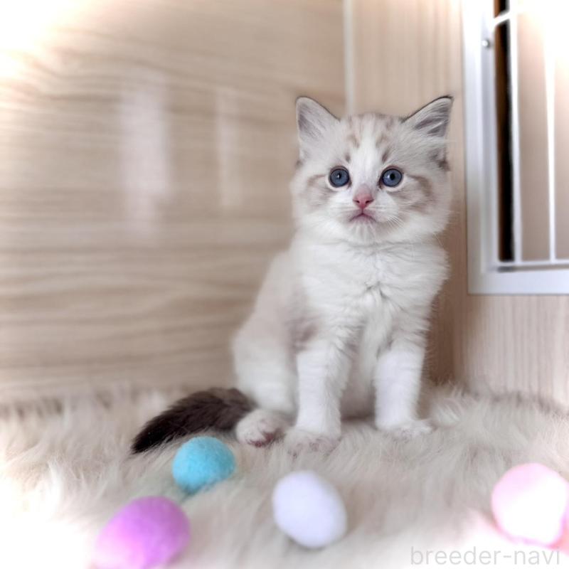 販売中の三重県のラグドール-139992