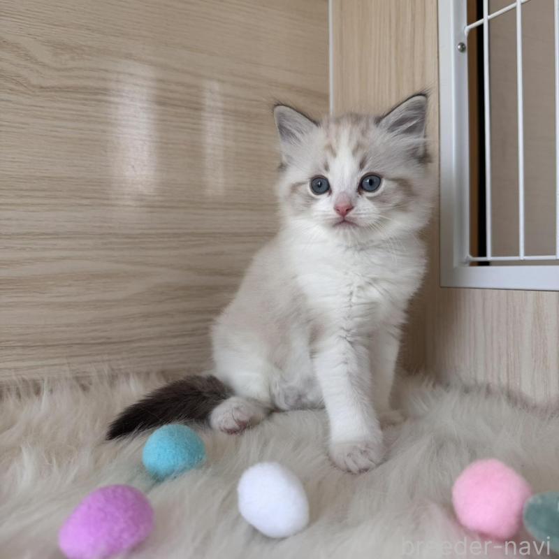 販売中の三重県のラグドール-139992の4枚目