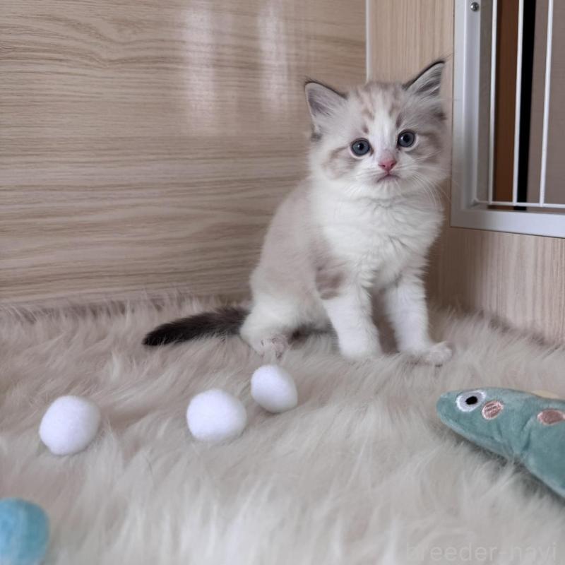 販売中の三重県のラグドール-139992の3枚目