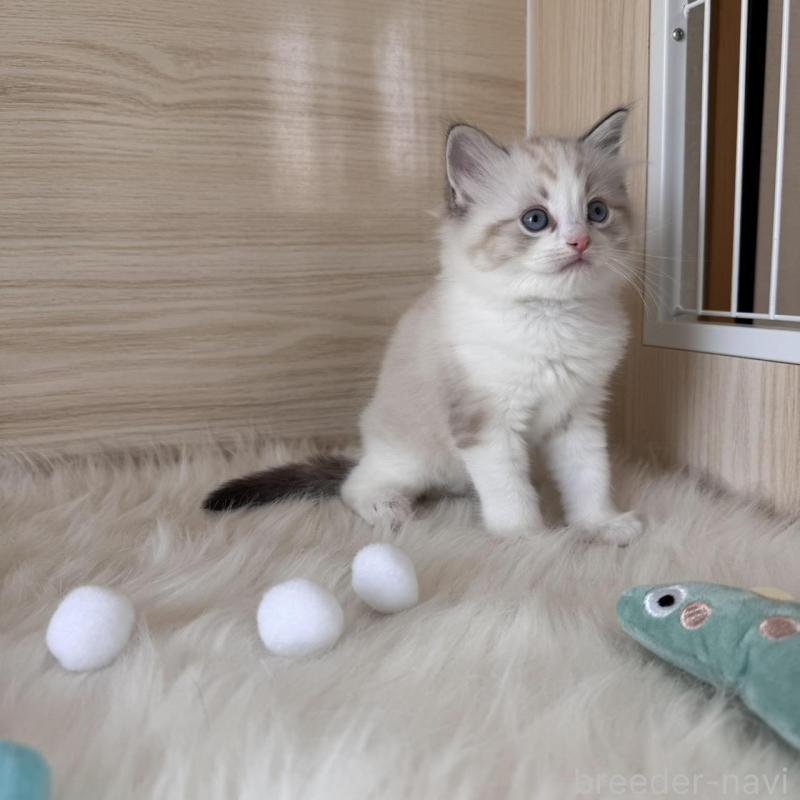 販売中の三重県のラグドール-139992の2枚目