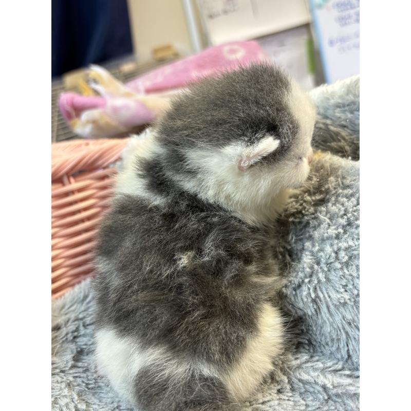 販売中の千葉県のブリティッシュショートヘア-139998の3枚目