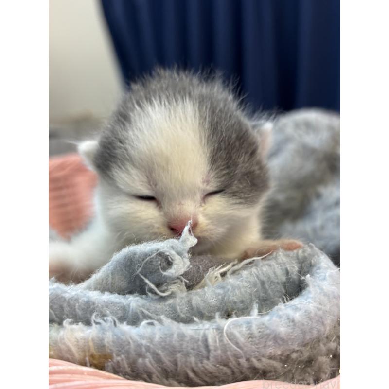 販売中の千葉県のブリティッシュショートヘア-139998の2枚目