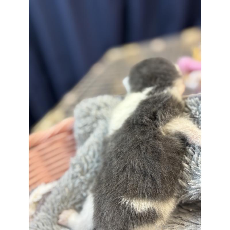 販売中の千葉県のブリティッシュショートヘア-139997の3枚目