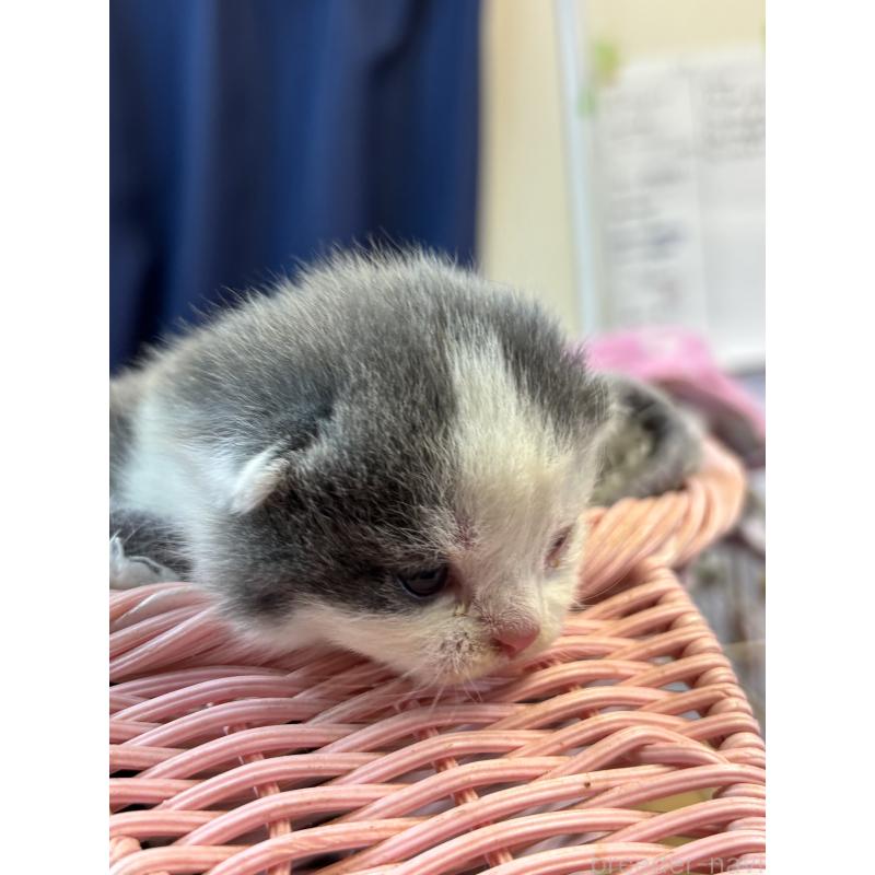 販売中の千葉県のブリティッシュショートヘア-139997の2枚目