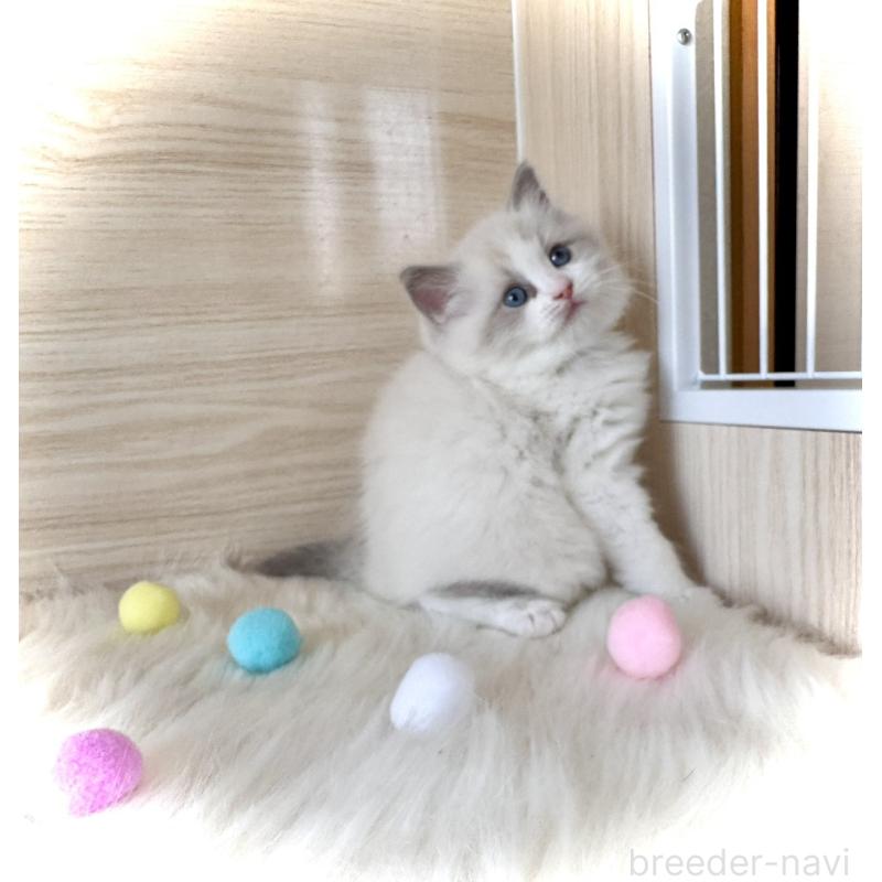 販売中の三重県のラグドール-139993の5枚目